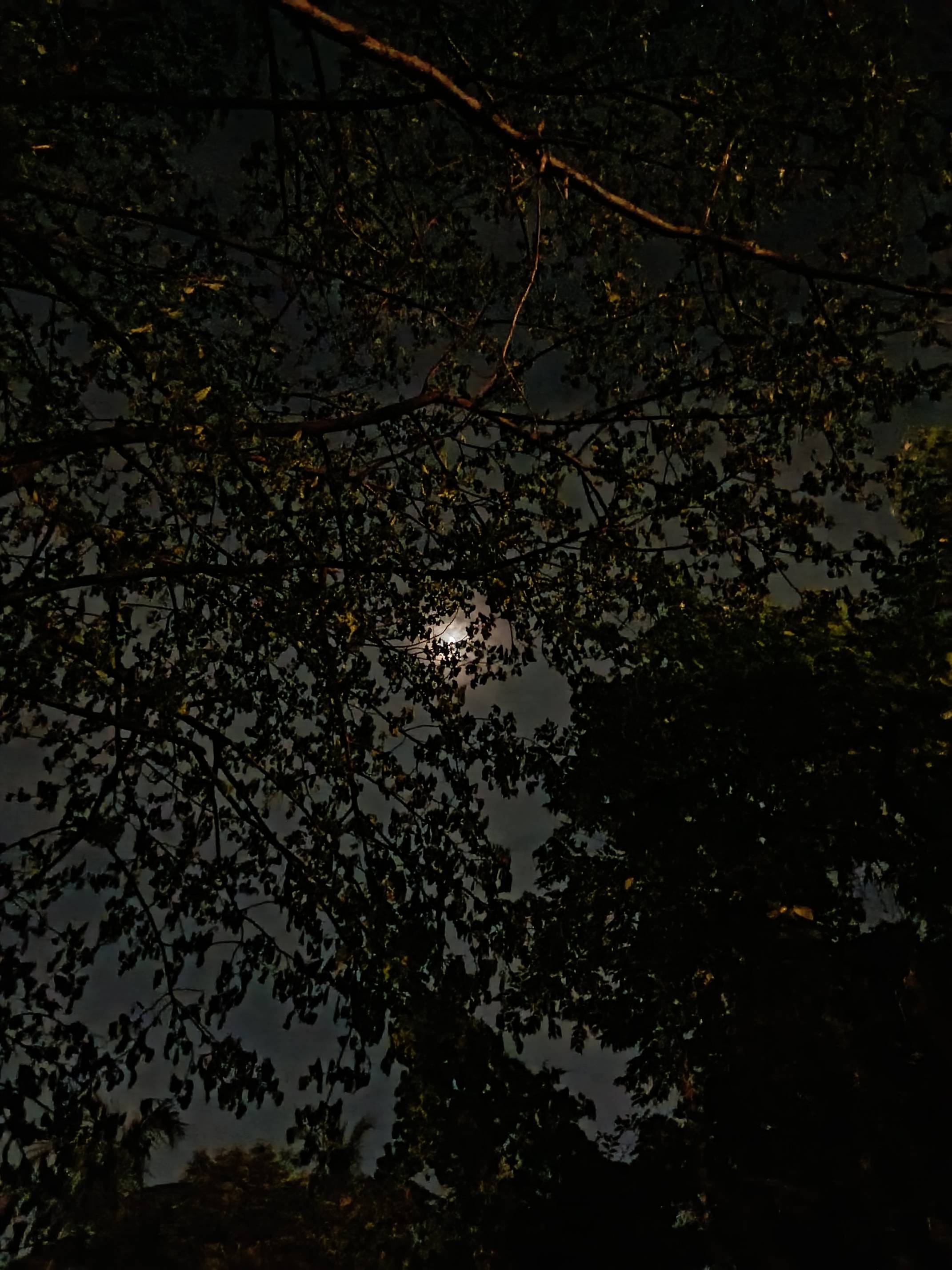 Moon can be seen through a tree
